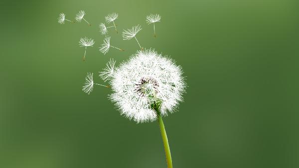 蒲公英与结节